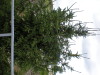 DSCN4347