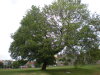 DSCN4370