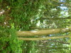 DSCN4543