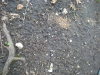 DSCN4561